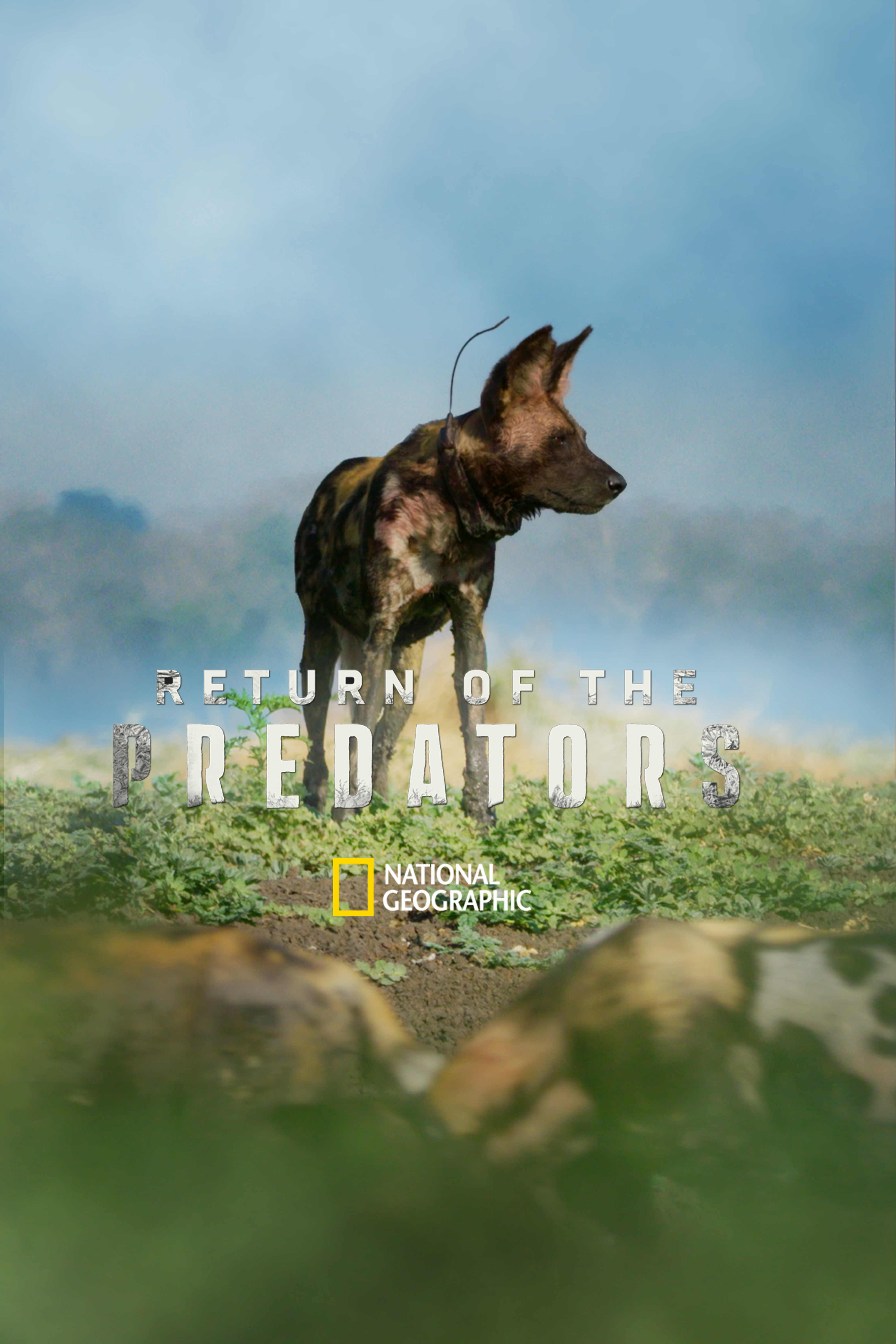 Return of the Predators